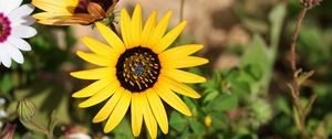 Preview wallpaper common sunflower, flower, petals, yellow, blur