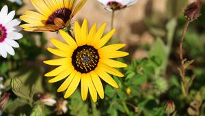 Preview wallpaper common sunflower, flower, petals, yellow, blur