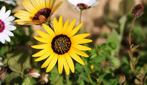 Preview wallpaper common sunflower, flower, petals, yellow, blur