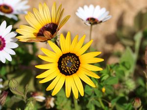 Preview wallpaper common sunflower, flower, petals, yellow, blur