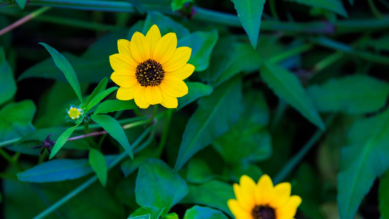 Wallpaper common sunflower, flower, petals, leaves