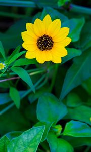 Preview wallpaper common sunflower, flower, petals, leaves