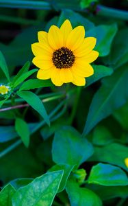 Preview wallpaper common sunflower, flower, petals, leaves