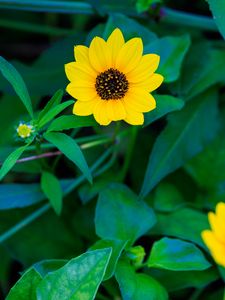 Preview wallpaper common sunflower, flower, petals, leaves