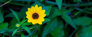 Preview wallpaper common sunflower, flower, petals, leaves