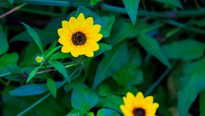 Preview wallpaper common sunflower, flower, petals, leaves