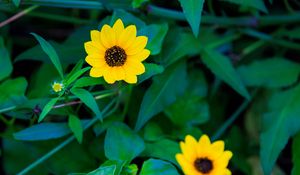 Preview wallpaper common sunflower, flower, petals, leaves