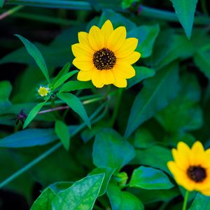 Preview wallpaper common sunflower, flower, petals, leaves