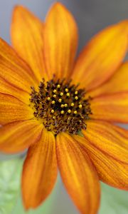 Preview wallpaper common sunflower, flower, petals, pollen, blur