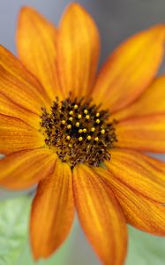 Preview wallpaper common sunflower, flower, petals, pollen, blur