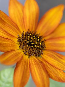 Preview wallpaper common sunflower, flower, petals, pollen, blur