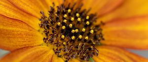 Preview wallpaper common sunflower, flower, petals, pollen, blur