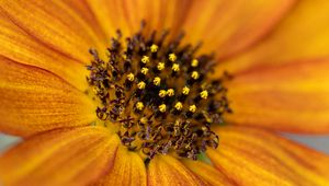 Preview wallpaper common sunflower, flower, petals, pollen, blur