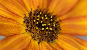 Preview wallpaper common sunflower, flower, petals, pollen, blur