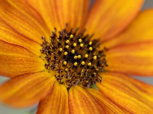 Preview wallpaper common sunflower, flower, petals, pollen, blur