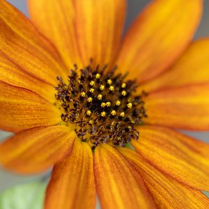 Preview wallpaper common sunflower, flower, petals, pollen, blur