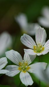 Preview wallpaper common wood sorrel, petals, flowers, macro, white