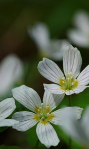 Preview wallpaper common wood sorrel, petals, flowers, macro, white