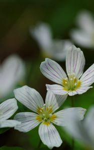 Preview wallpaper common wood sorrel, petals, flowers, macro, white