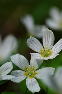 Preview wallpaper common wood sorrel, petals, flowers, macro, white