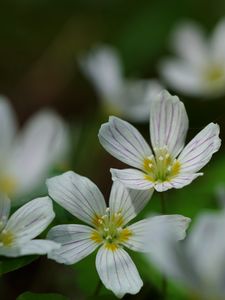 Preview wallpaper common wood sorrel, petals, flowers, macro, white