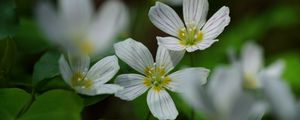 Preview wallpaper common wood sorrel, petals, flowers, macro, white