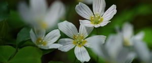 Preview wallpaper common wood sorrel, petals, flowers, macro, white