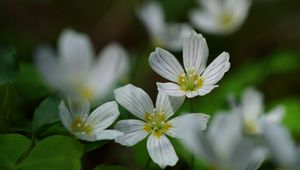 Preview wallpaper common wood sorrel, petals, flowers, macro, white