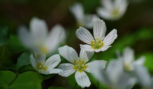 Preview wallpaper common wood sorrel, petals, flowers, macro, white