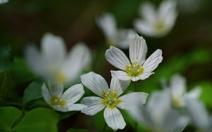 Preview wallpaper common wood sorrel, petals, flowers, macro, white