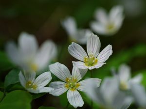 Preview wallpaper common wood sorrel, petals, flowers, macro, white