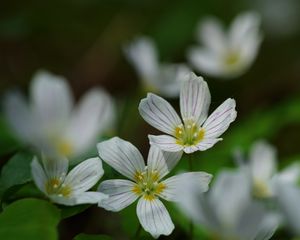 Preview wallpaper common wood sorrel, petals, flowers, macro, white