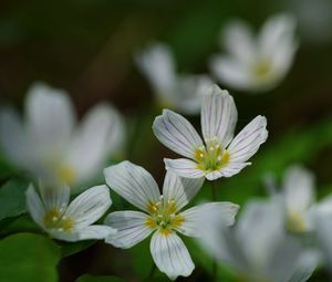 Preview wallpaper common wood sorrel, petals, flowers, macro, white