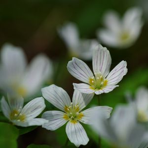 Preview wallpaper common wood sorrel, petals, flowers, macro, white