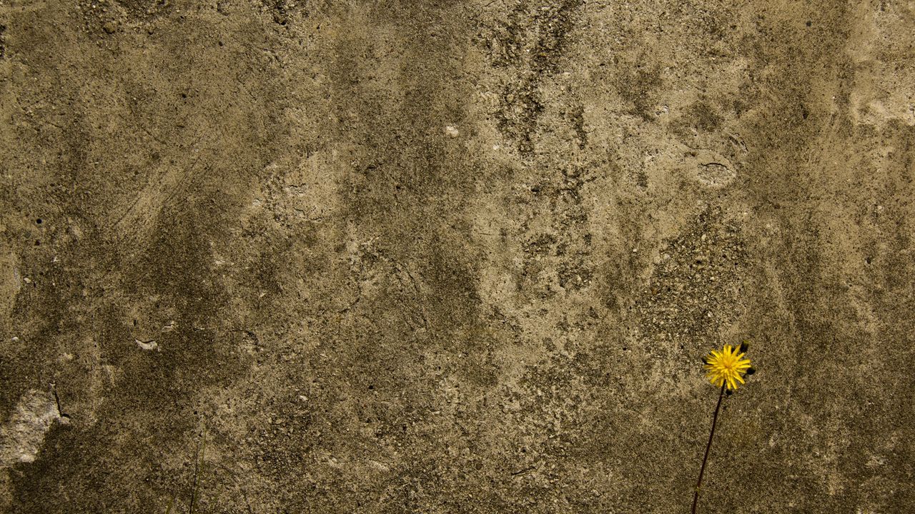 Wallpaper concrete, wall, flower, background, texture