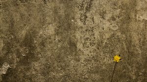 Preview wallpaper concrete, wall, flower, background, texture