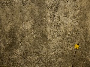 Preview wallpaper concrete, wall, flower, background, texture
