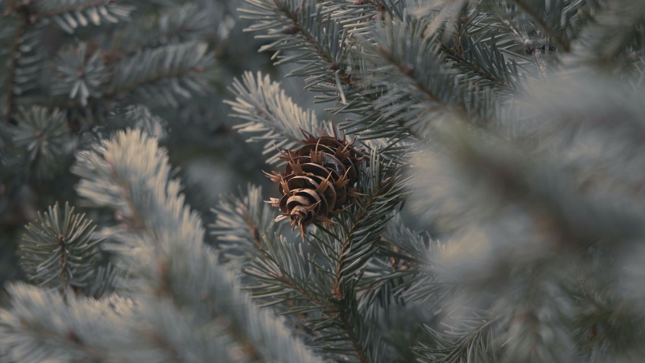 Wallpaper cone, branches, needles, plant, macro