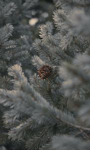 Preview wallpaper cone, branches, needles, plant, macro