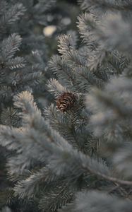 Preview wallpaper cone, branches, needles, plant, macro