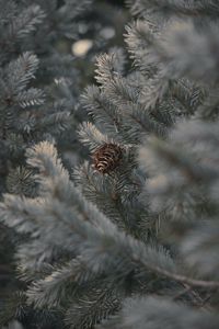 Preview wallpaper cone, branches, needles, plant, macro