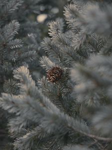 Preview wallpaper cone, branches, needles, plant, macro