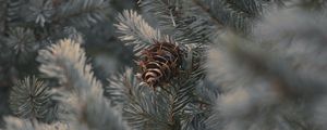 Preview wallpaper cone, branches, needles, plant, macro