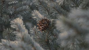 Preview wallpaper cone, branches, needles, plant, macro