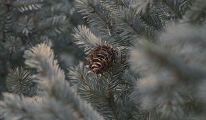 Preview wallpaper cone, branches, needles, plant, macro