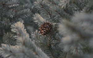 Preview wallpaper cone, branches, needles, plant, macro