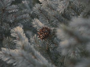 Preview wallpaper cone, branches, needles, plant, macro