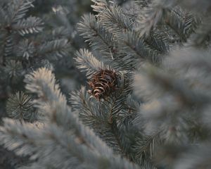 Preview wallpaper cone, branches, needles, plant, macro