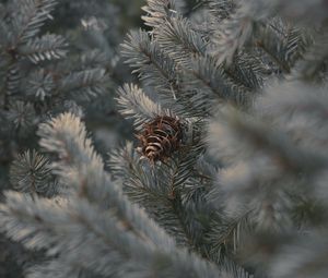 Preview wallpaper cone, branches, needles, plant, macro