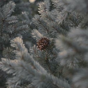 Preview wallpaper cone, branches, needles, plant, macro